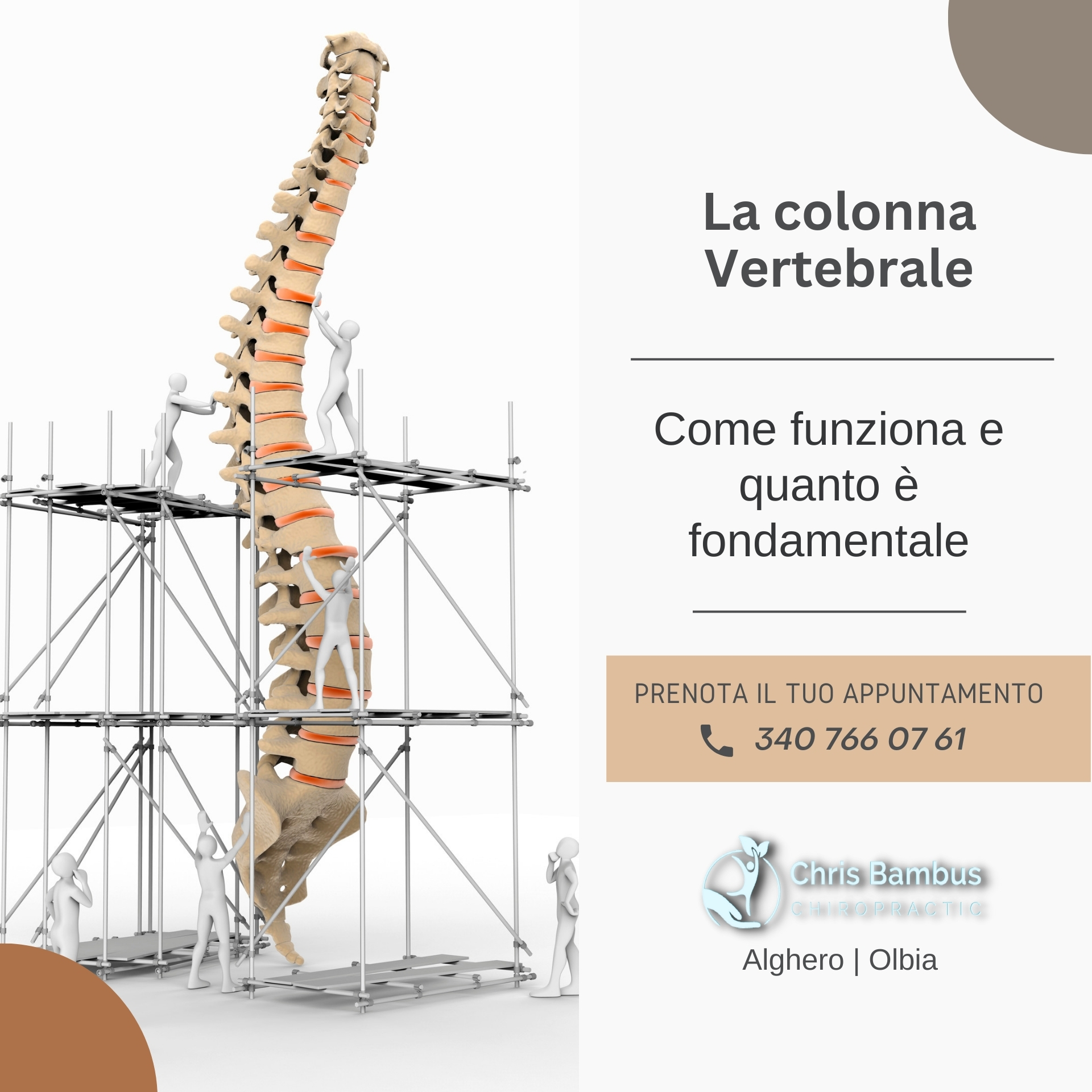 La colonna vertebrale